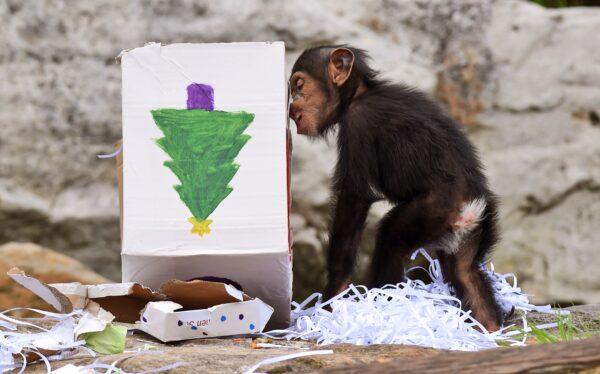 Taronga Zoo's 15-month-old chimpanzee "Fumo" opens one of his Christmas presents. (William West/Getty Images)