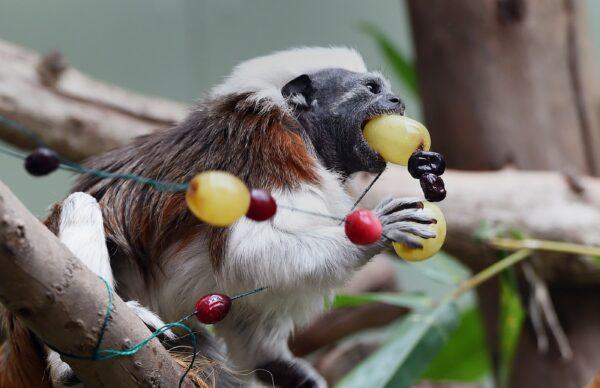 A Cotton-Top Tamarin chows down some edible Christmas decorations. (William West/Getty Images)