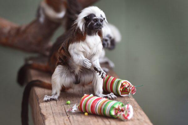 A Cotton-Top Tamarin inspects some Christmas crackers. (William West/Getty Images)