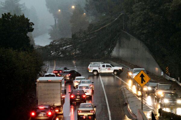 A large eucalyptus tree blocks the northbound lanes of Highway 13 just past Redwood Road in Oakland, Calif., on Dec. 23, 2021. (Jessica Christian/San Francisco Chronicle via AP)