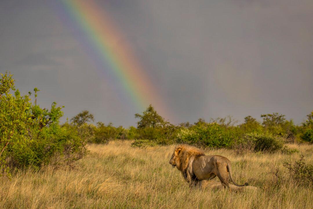 African Countries Seek More Chinese Tourists, but Use Flawed Strategies, Experts Say