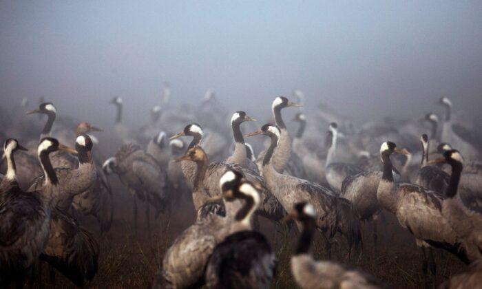 Bird Flu Kills Thousands of Cranes in Israel, Poultry Also Culled