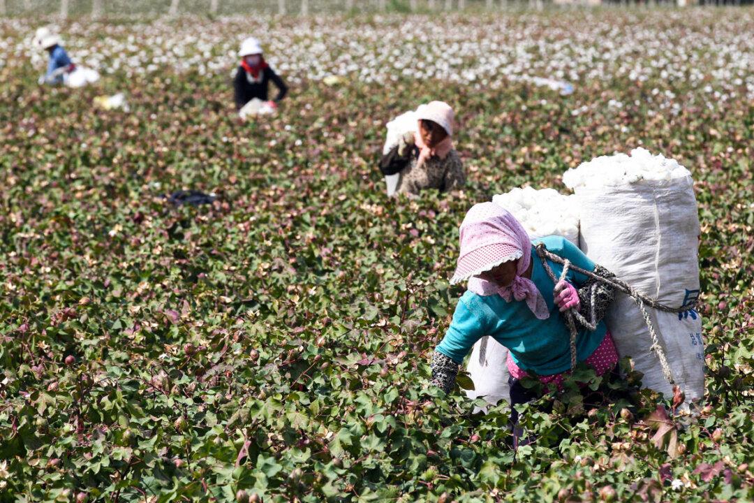 New Anti-Slavery Law Will Impose Cost on China for Its Genocide in Xinjiang: Expert