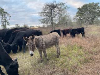 Lucy, a female donkey stands guard over a herd of cattle at the Mann Ranch in Gainesville, Fla. (Photo: Rebecca Mann, Dec. 2021)