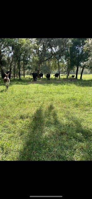 Jacqueline stands guard over a herd of cattle at the Mann Ranch in Gainesville, Fla., in December 2021. (Photo: Rebecca Mann)