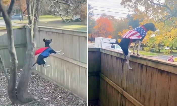 Video: Man Builds Tall Fence to Keep His ‘Airborne’ Dog in the Yard, but the Plan Backfires