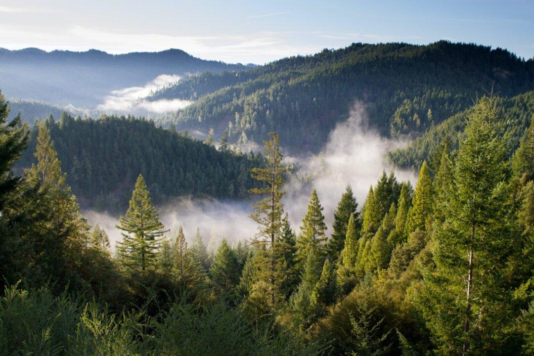 Logging and the Art of Gardening