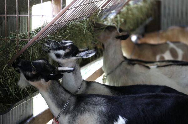 Goats feed on hay at a farm in Pescadero, Calif., on April 26, 2019. (Justin Sullivan/Getty Images)