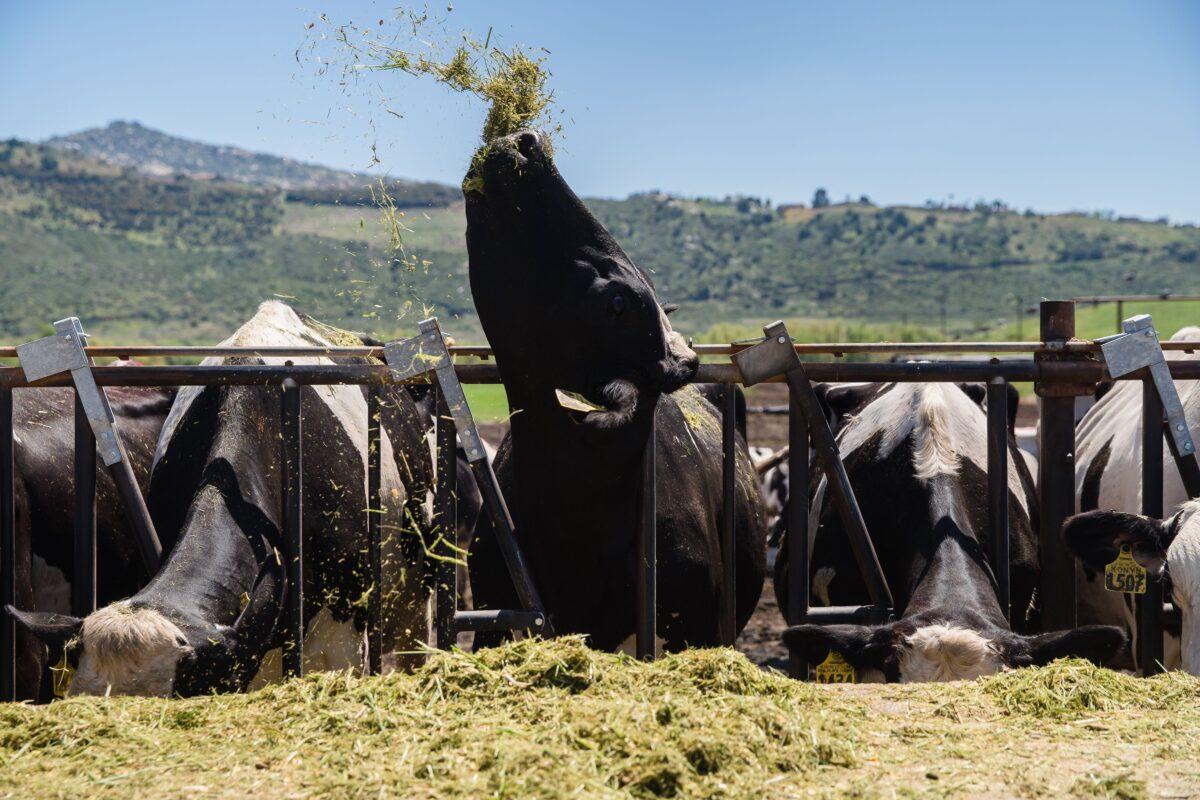Cows at feeding time at Frank Konyn Dairy Inc., in Escondido, Calif., on April 16, 2020. (Ariana Drehsler/AFP via Getty Images)