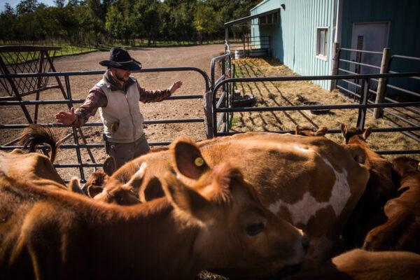Cattle farmer Ben Gotschall organizes his cattle while moving them to a new field for grazing in Raymond, Neb., on Oct. 11, 2014. (Andrew Burton/Getty Images)