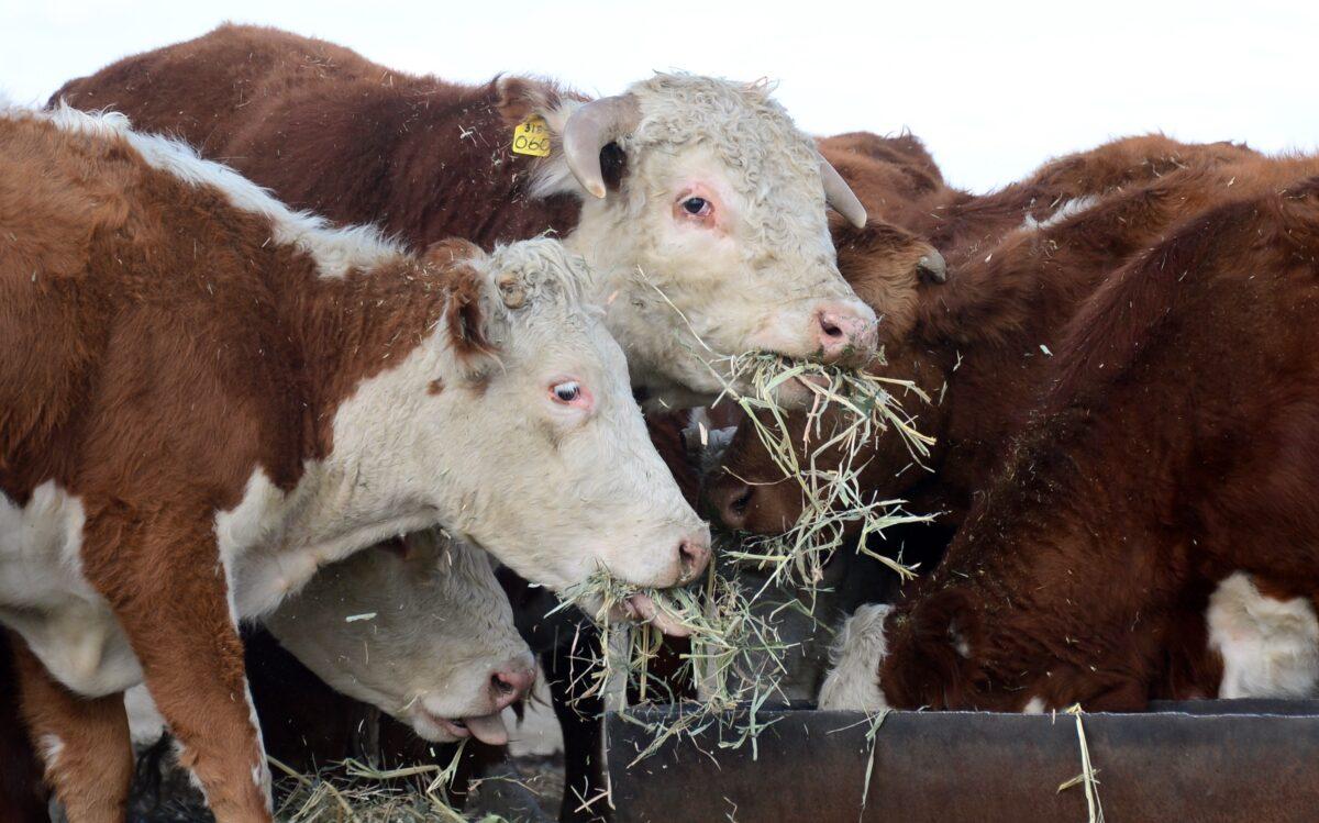  Beef cattle feed on hay at a ranch on the outskirts of Delano, Calif., on Feb. 3, 2014. (Frederic J. Brown/AFP via Getty Images)