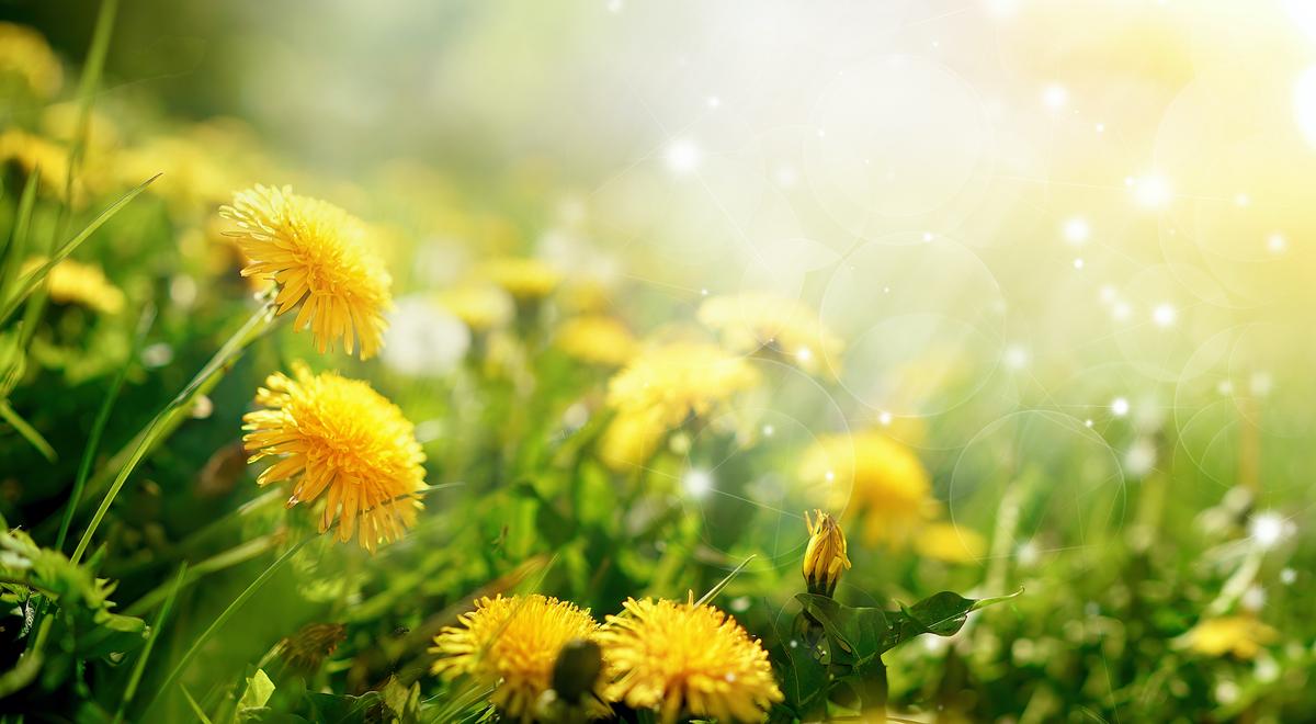 Dandelions Versus COVID-19 and Other Diseases