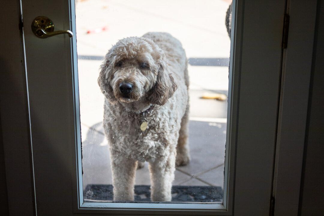 More Pets Go Missing During July 4 Weekend Than Any Other Time of Year