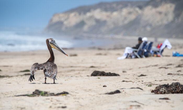‘Red Tide’ Algae Bloom Off Coast of Newport Beach Harmful to Birds: Expert