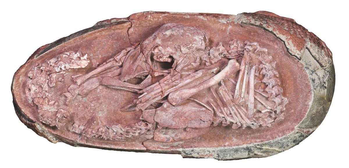 Photo of the fossilized oviraptorosaur embryo, also known as "Baby Yingliang." (SWNS)