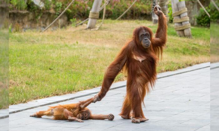 Photos: Lazy Orangutan Refuses to Wake Up Despite Mom’s Best Efforts