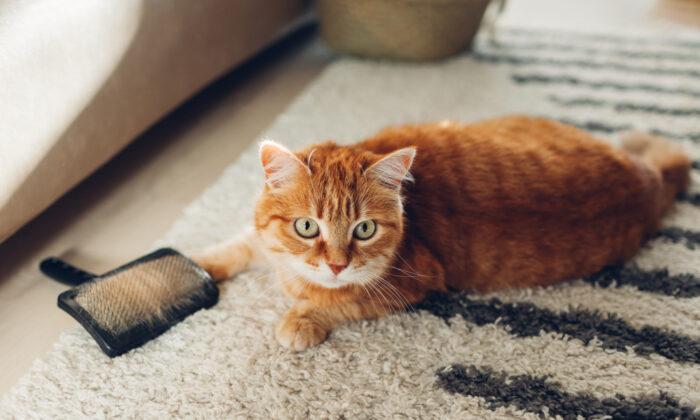 Even Indoor Cats Need Rabies Vaccination