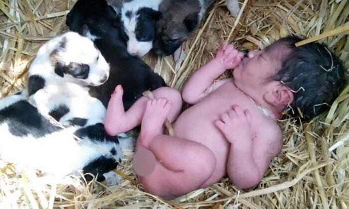Dog Protects Abandoned Newborn Baby Like One of Her Own Puppies in Cold Night