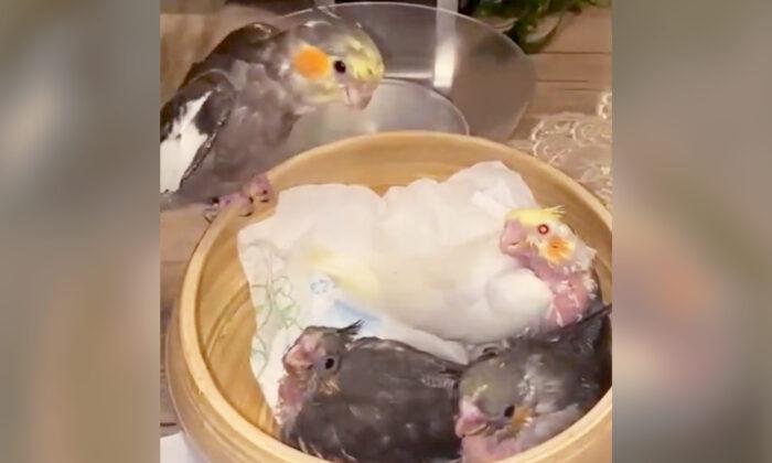 Sweet Cockatiel Plays a Game of Peekaboo With a Nest of His Baby Bird Brothers