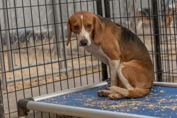 A beagle at the Kindness Ranch Animal Sanctuary in Wyoming in 2021.
