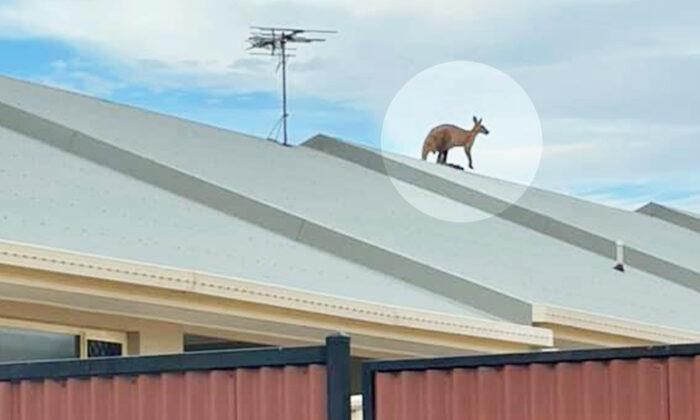 Kangaroo Rescued After Mysteriously Getting Stranded on a Sloped Roof in Australia