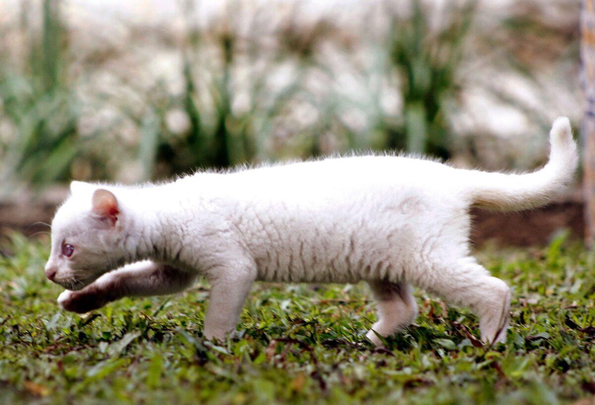 An alleged albino cub of jaguarundi plays at the Conservation Park in Medellin, Colombia, on Dec. 23, 2021. (Fredy Builes/AFP via Getty Images)
