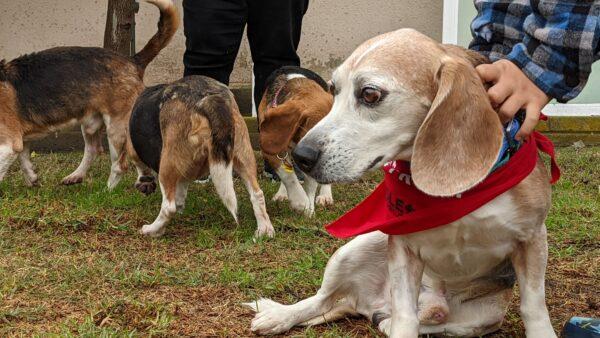 A beagle rescued by the Beagle Freedom Project in 2021. (Courtesy of the Beagle Freedom Project)