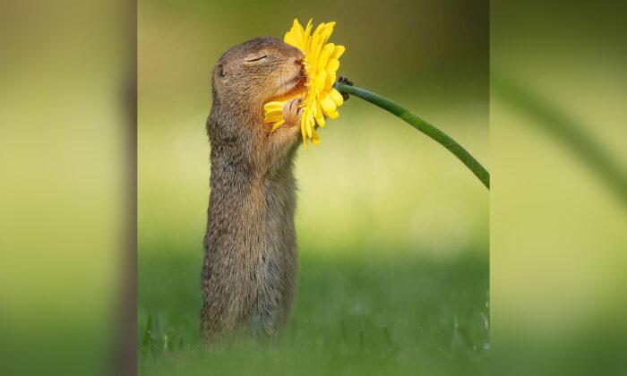 Dutch Photographer Captures Adorable Ground Squirrels Delicately Sniffing Flowers in Fantasy-Like Landscapes