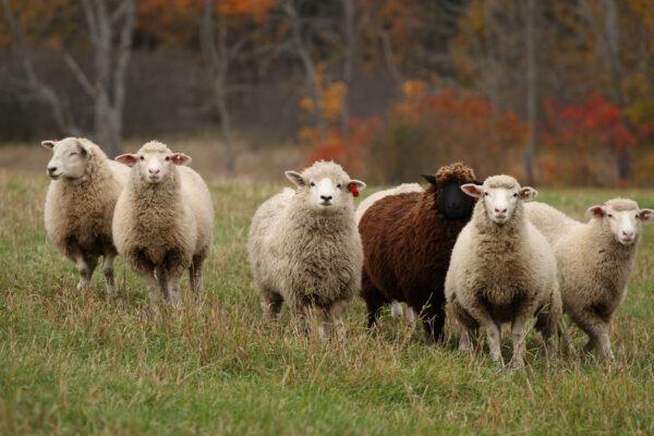 A flock of sheep run across a field in Plainfield, Vt., on Oct. 19, 2007. (STAN HONDA/AFP via Getty Images)