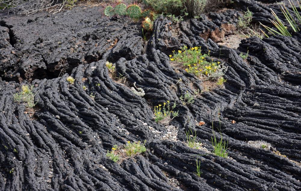 Yellow wildflowers and cactus grow in the ancient volcanic pahoehoe lava flows. (Nina B/Shutterstock)