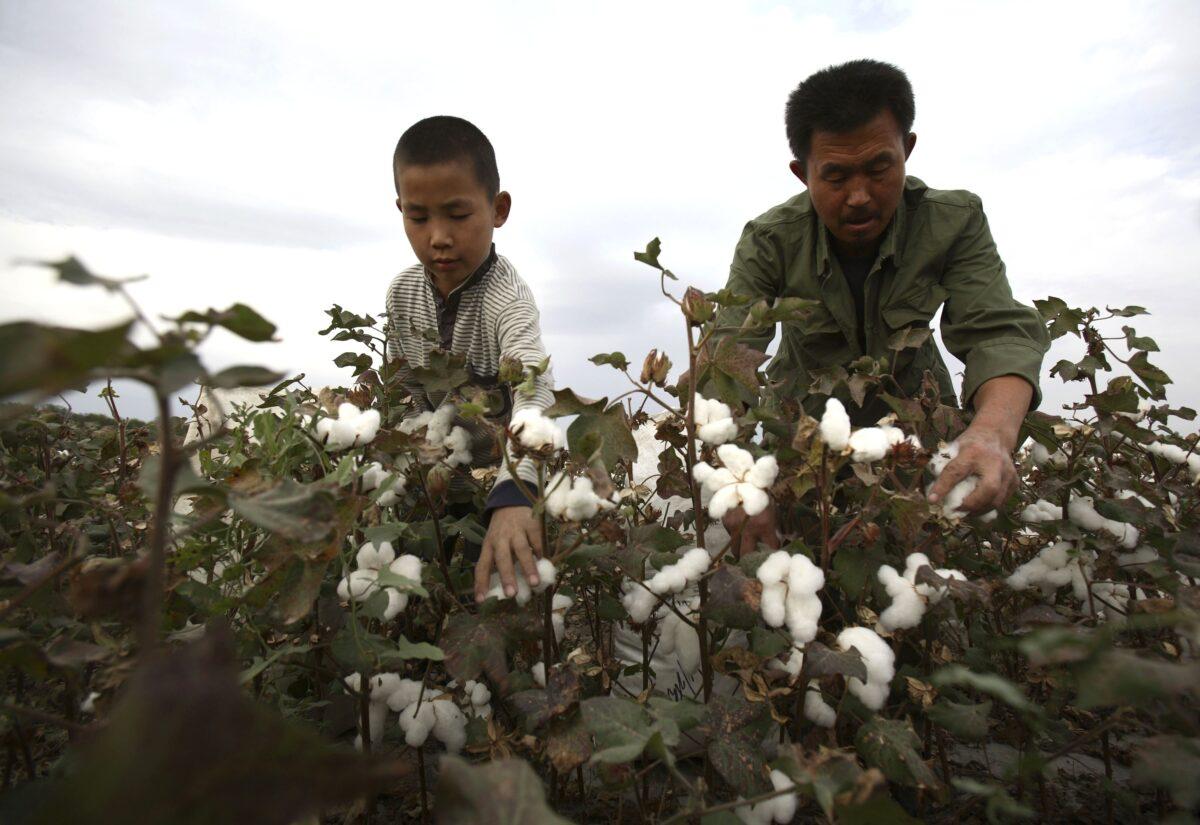 A farmer and his son pick cotton in a cotton field in Shihezi of Xinjiang, China, on Sep. 22, 2007. (China Photos/Getty Images)