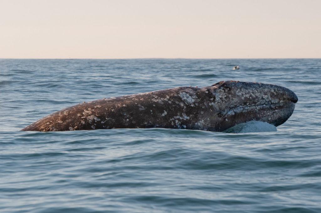 The whale Scarlett off the Oregon coast. (Individuwhale.com)