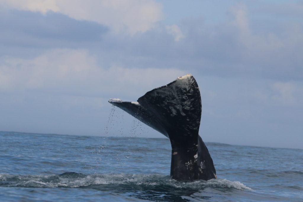 The whale Solé off the Oregon coast. (Individuwhale.com)