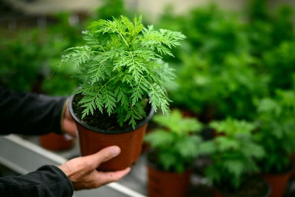 Herbal remedies like sweet wormwood can be a worthwhile addition to your medicine cabinet (Photo by FABRICE COFFRINI/AFP via Getty Images)