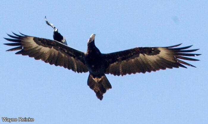 Photographer, 65, Captures Spectacular Scene of Magpie ‘Surfing’ on Wedge-Tailed Eagle