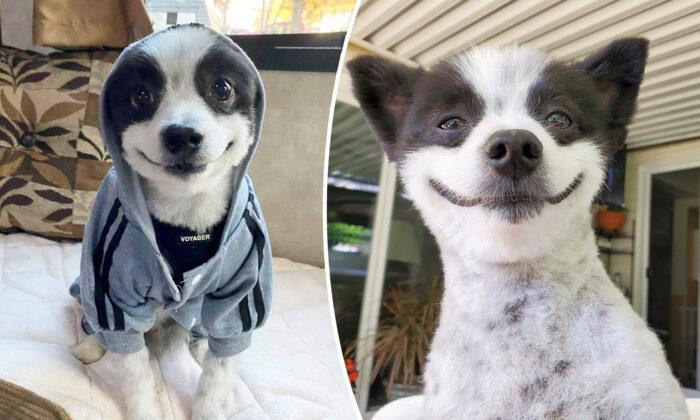 Adorable Dog With Permanent Smile Becomes Star on Instagram—Family Says: ‘Everything to Him Is a Celebration’