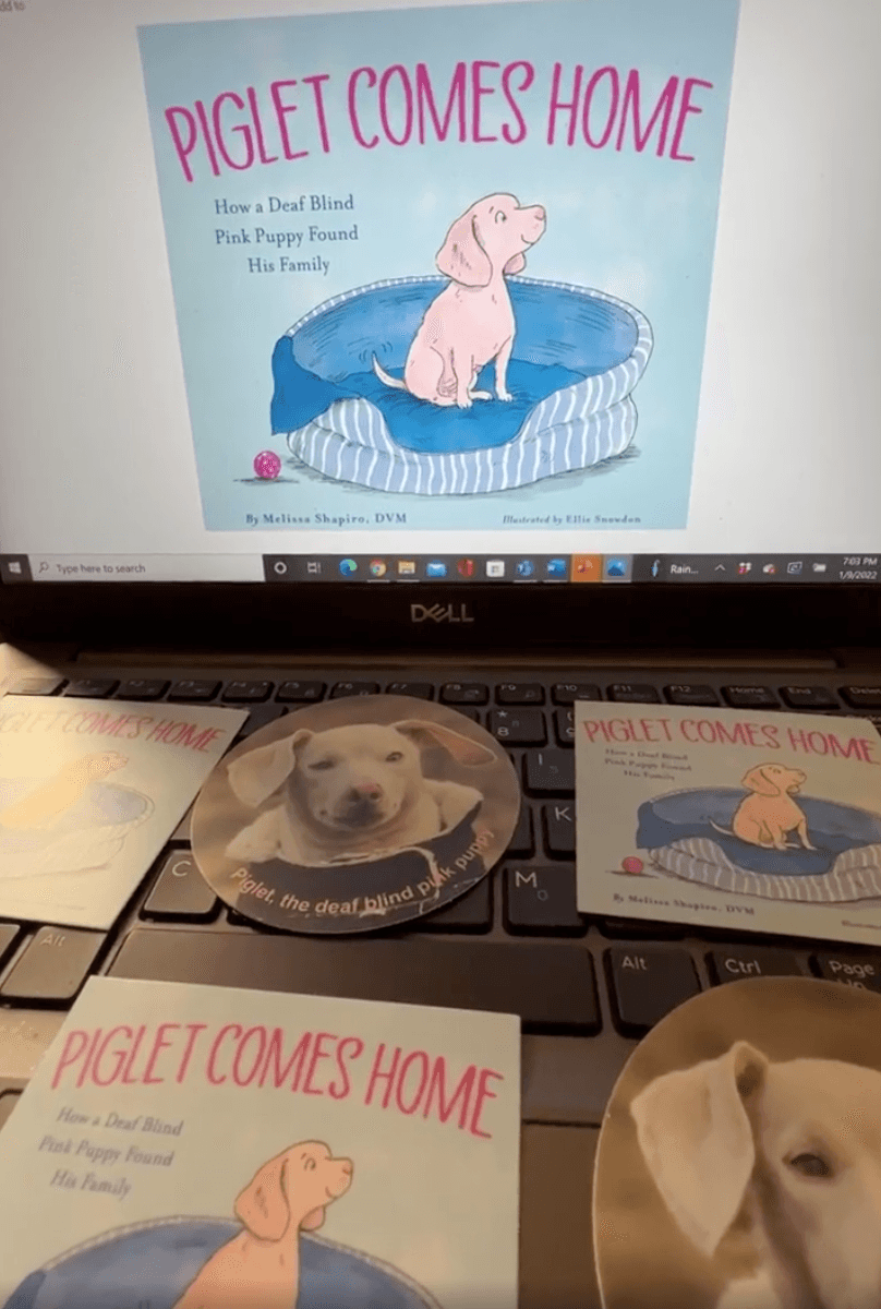 (Courtesy of <a href="https://www.instagram.com/pinkpigletpuppy/">Piglet, deaf blind pink puppy</a>)
