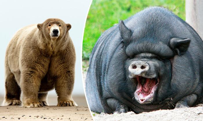 10 Chunky Animals That Are Ready to Kickstart Their ‘Diet’ This Year