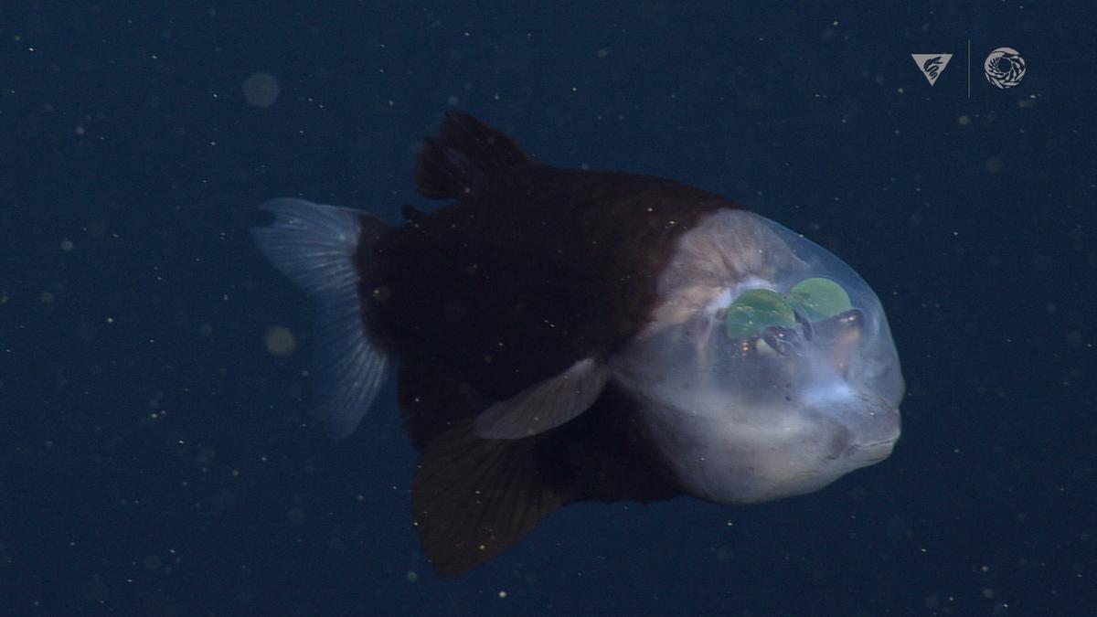 A barreleye fish (<em>Macropinna microstoma</em>) observed by MBARI’s ROV <em>Ventana</em> during a dive from the R/V <em>Rachel Carson </em>with the Monterey Bay Aquarium on December 1, 2021. (Courtesy of <a href="https://www.mbari.org/">© 2021 MBARI</a>)