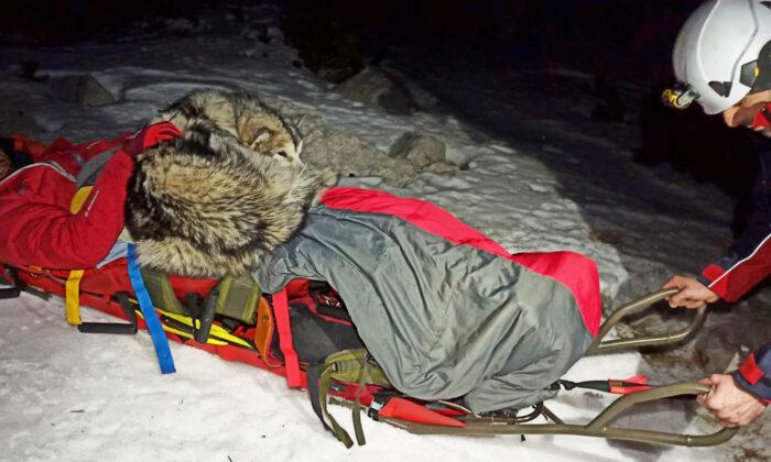 Mountain Climber Injured After Falling 150 Meters–But His Dog Lies on Him to Keep Him Warm Waiting for Rescuers