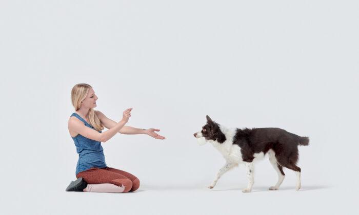 The Well-Behaved Pet: Sit, Stay, Good Pup!