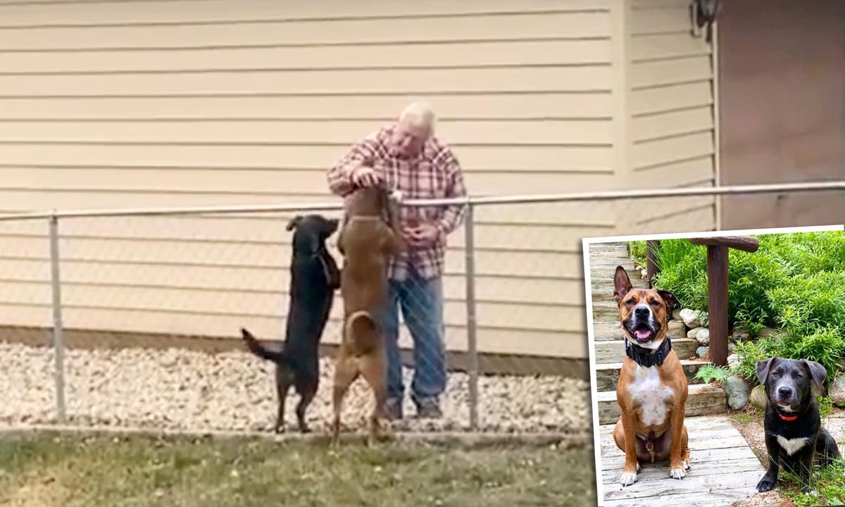 Police Officer's Dogs Wait Patiently by Fence Every Day to Greet Their Elderly Neighbor