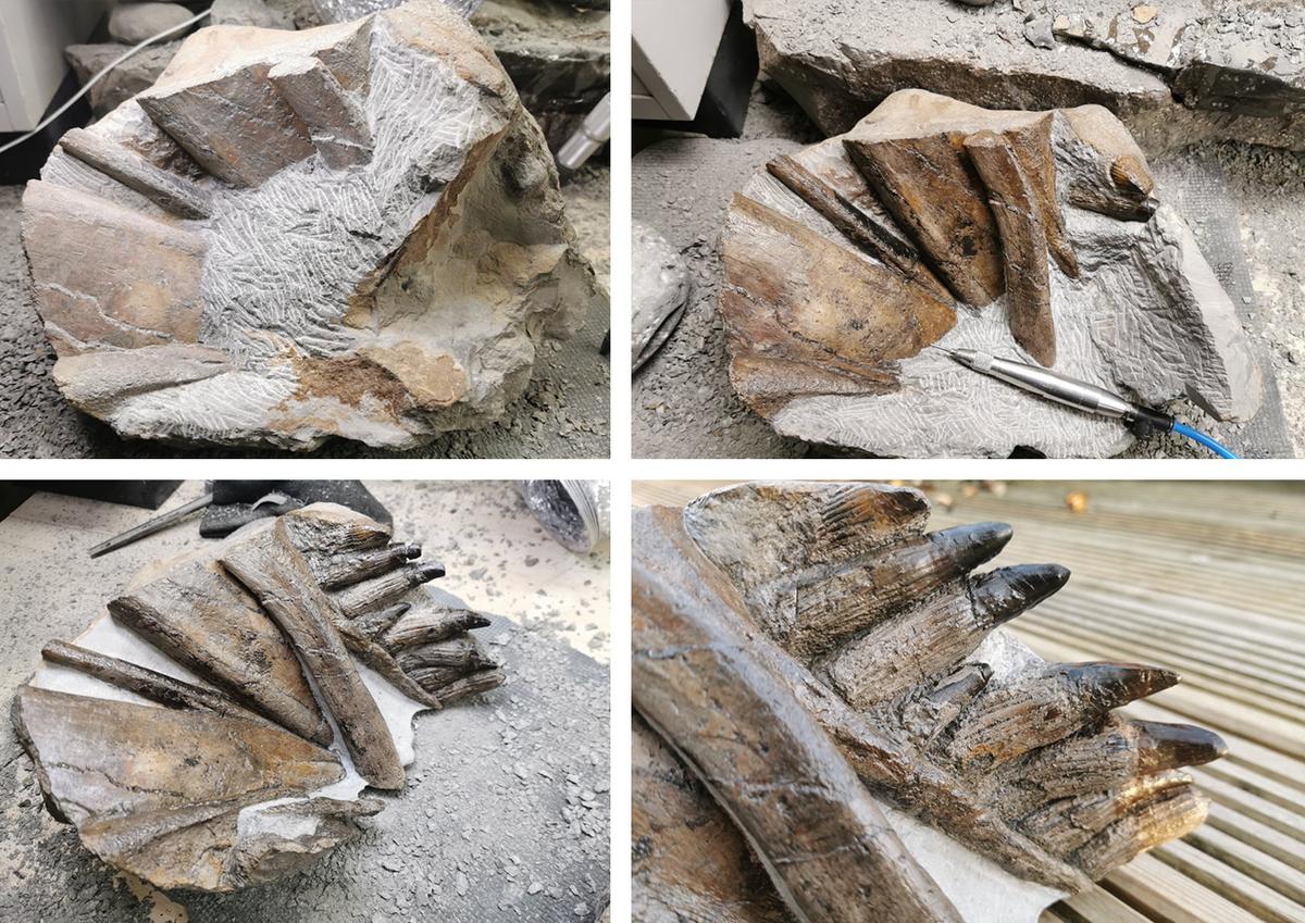 Various stages of fossil preparation by Mark Kemp. (Courtesy of <a href="https://www.youtube.com/c/TheYorkshireFossilHunter/featured">Mark Kemp</a>)