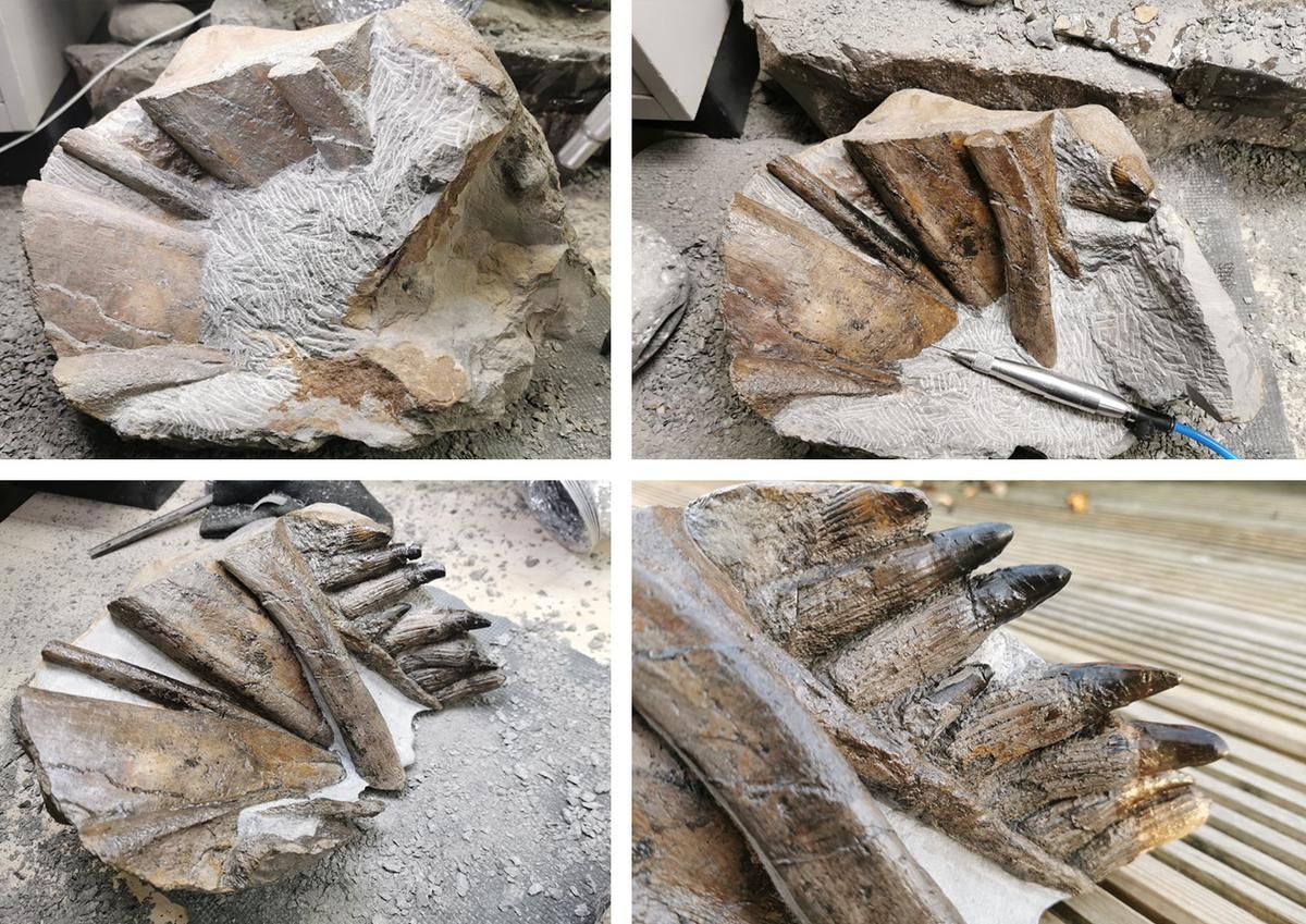  Various stages of fossil preparation by Mark Kemp. (Courtesy of <a href="https://www.youtube.com/c/TheYorkshireFossilHunter/featured">Mark Kemp</a>)