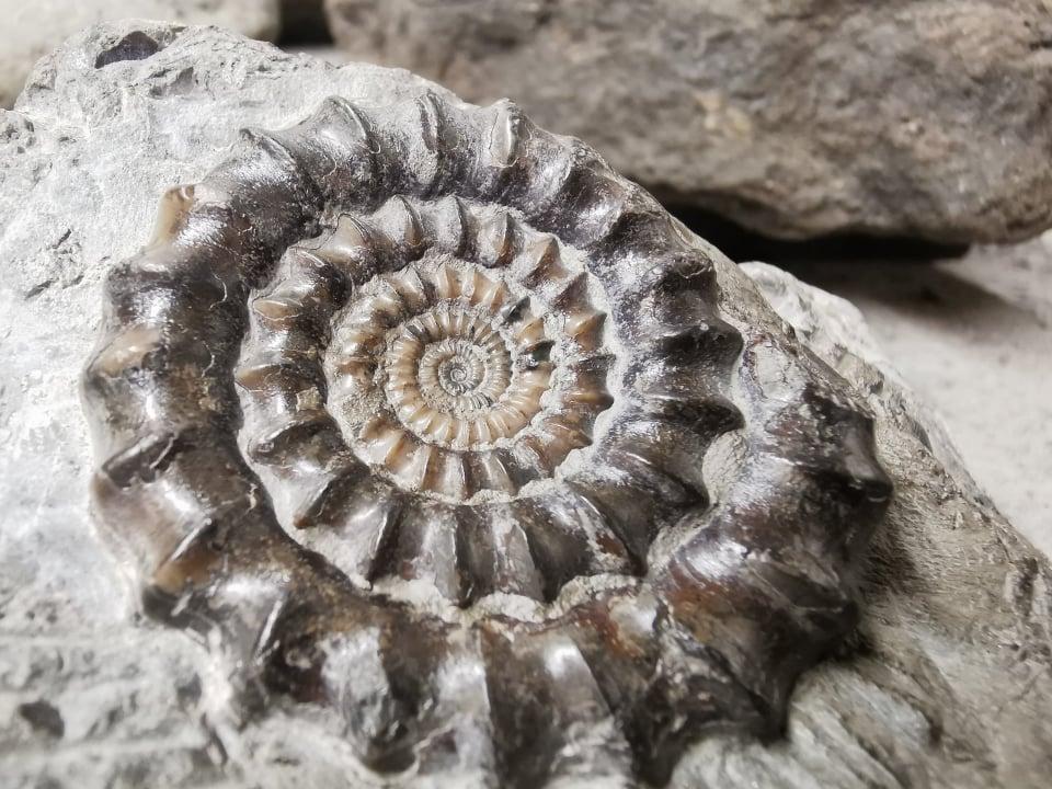 (Courtesy of <a href="https://www.youtube.com/c/TheYorkshireFossilHunter/featured">Mark Kemp</a>)