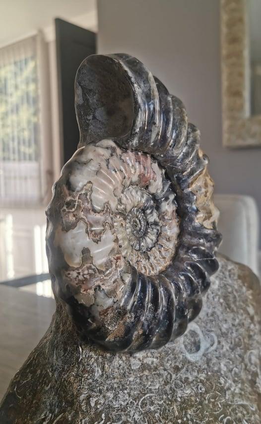 (Courtesy of <a href="https://www.youtube.com/c/TheYorkshireFossilHunter/featured">Mark Kemp</a>)