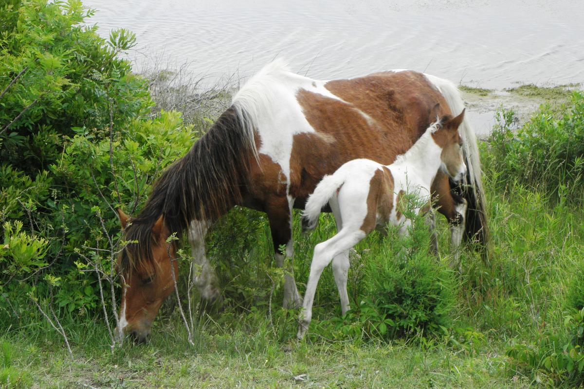 Ponies, Oysters, and Birds on Chincoteague Island