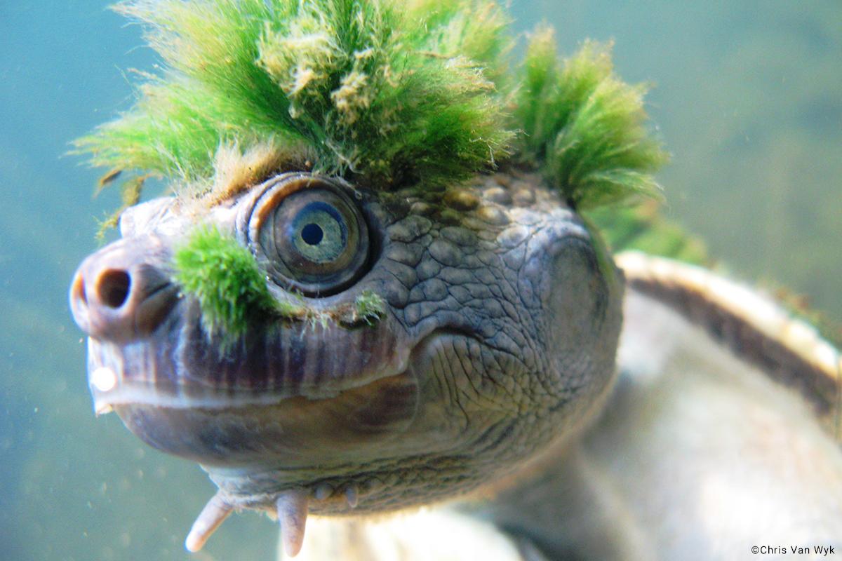 Floods Hit Habitat of Bottom-Breathing Turtles