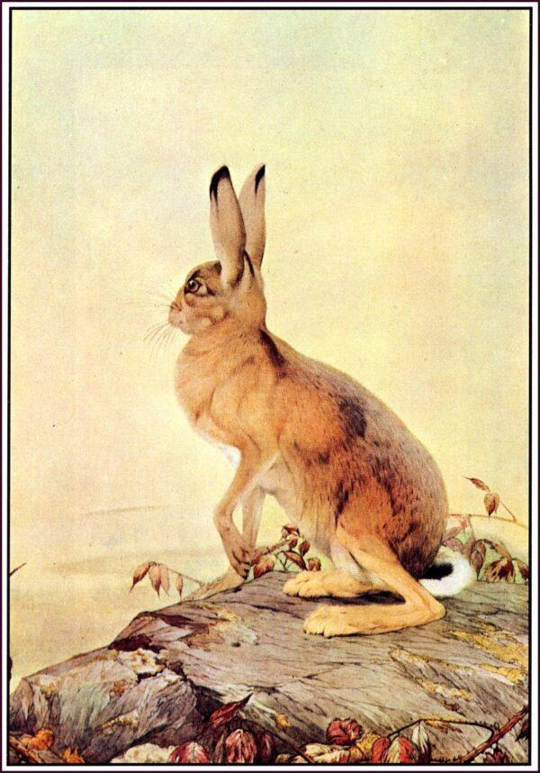 Illustration from "The Hare and the Tortoise," by E.J. Detmold. (Public Domain)
