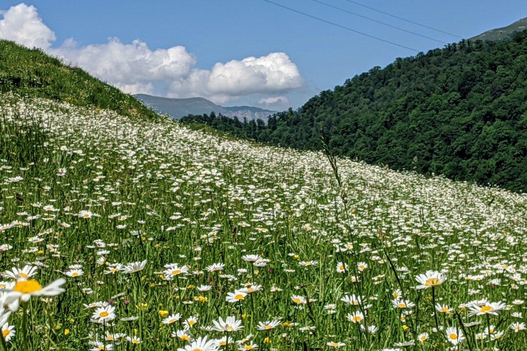 How to Grow and Harvest Chamomile